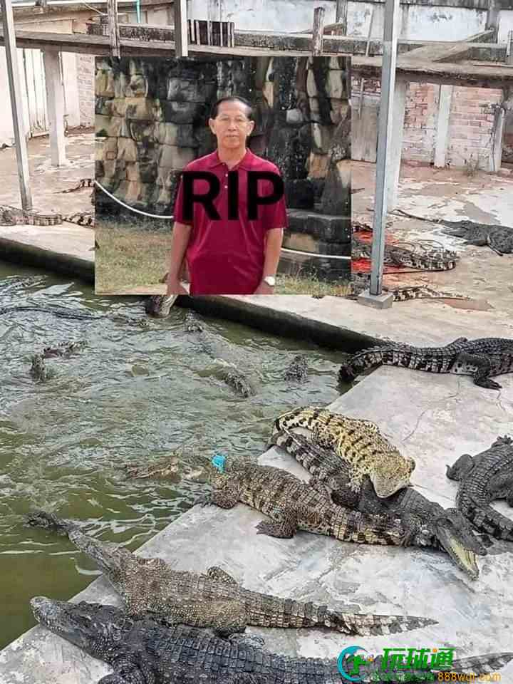 一家鳄鱼养殖场老板掉进鳄鱼池，被鳄鱼咬死